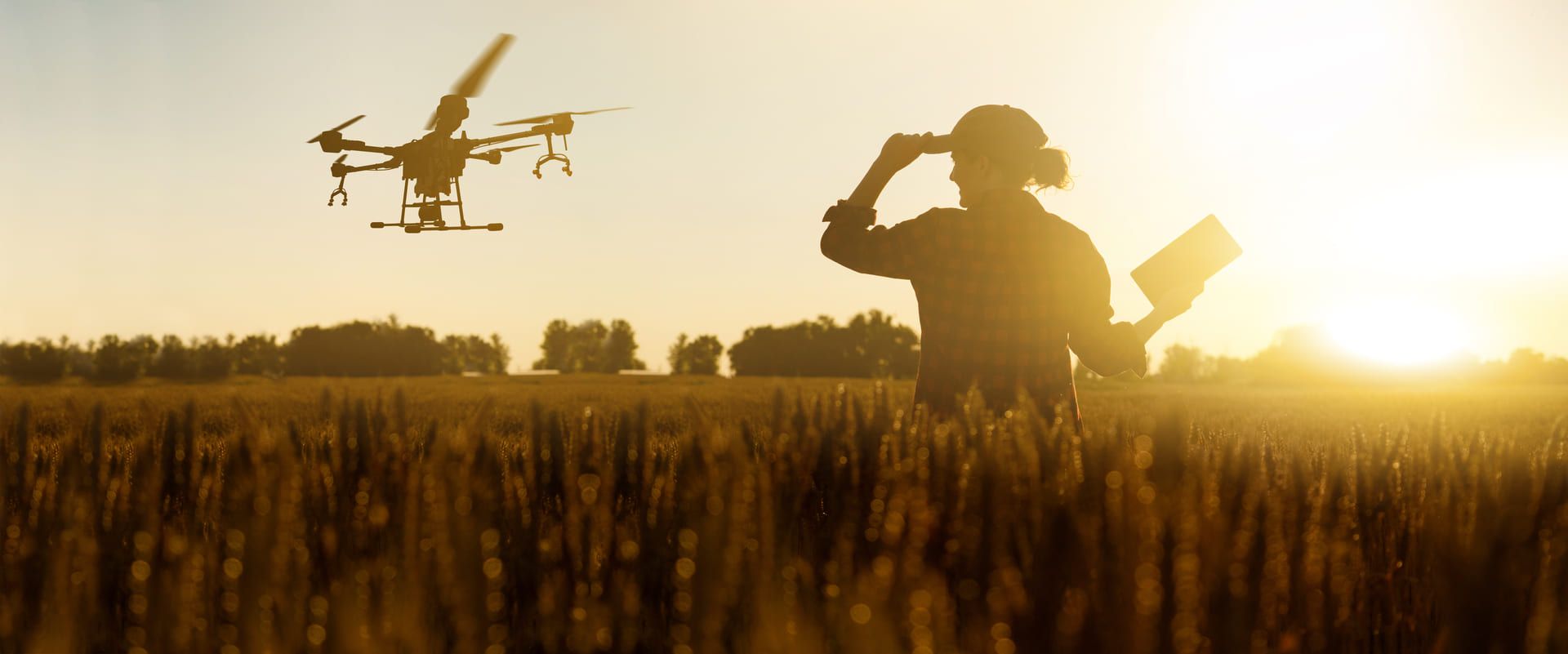 Kobieta z tabletem obserwująca drona nad polem zboża o zachodzie słońca
