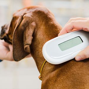 skanowanie chipa psa - chipowanie psa jest niezbędnym wymogiem, jeśli chcesz ubezpieczyć swojego czworonoga
