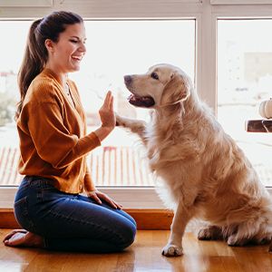 właścicielka psa rasy golden retriever przybija piątkę ze swoim pupilem