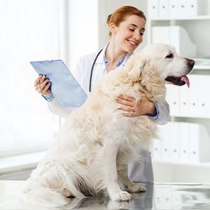 weterynarz ocenia stan zdrowia psa - ubezpieczenie dla psa pozwala pokryć koszty leczenia czworonoga