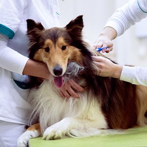 chipowanie psa w gabinecie weterynaryjnym - chip jest niezbędny, jeśli chcesz wykupić ubezpieczenie dla psa