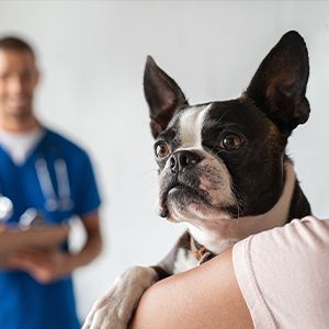 Właścicielka psa radzi się weterynarza, na jakie choroby zaszczepić swojego pupila