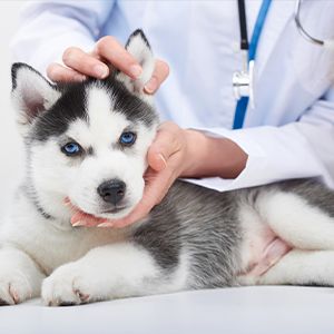 weterynarz bada szczeniaka rasy husky przed szczepieniem psa