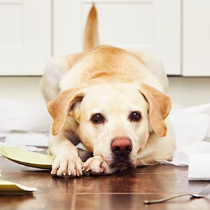 pies leży na podłodze pośród zbitych talerzy i porwanego papieru - odpowiedzialność cywilna za szkodę wyrządzoną przez psa
