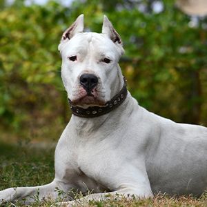 na trawie leży pies typu dog argentyński - rasa uznawana przez polskie prawo za rasę niebezpieczną
