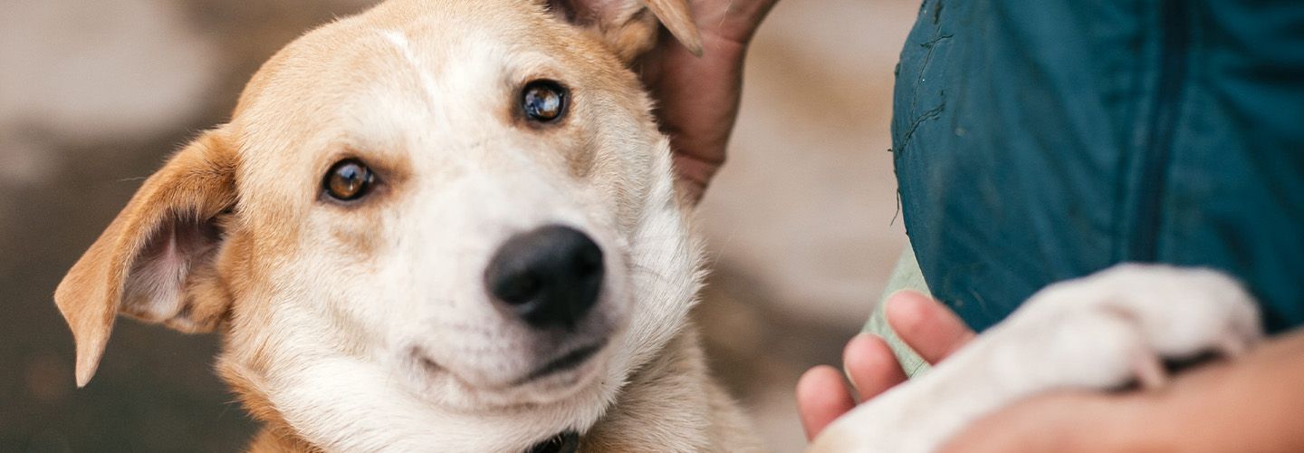 Oczekujący na adopcję pies rasy mieszanej ufnie patrzy w obiektyw