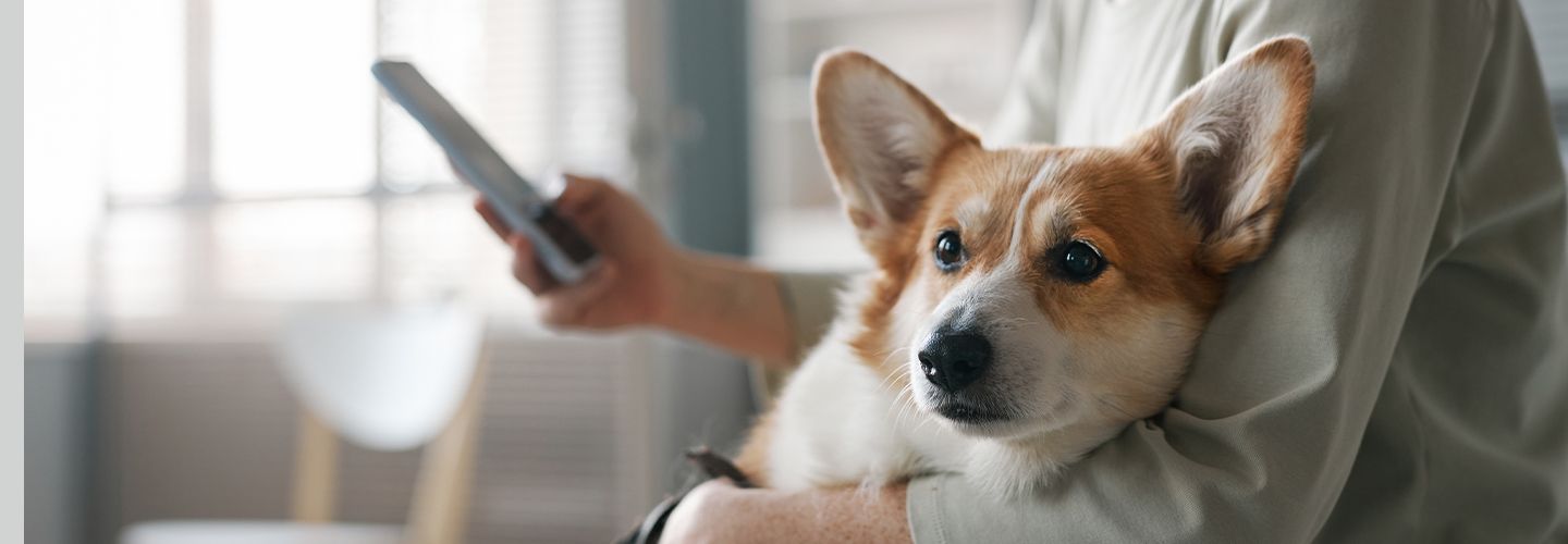 osoba z psem na kolanach szuka przez Internet w telefonie ofert ubezpieczenia dla swojego czworonoga
