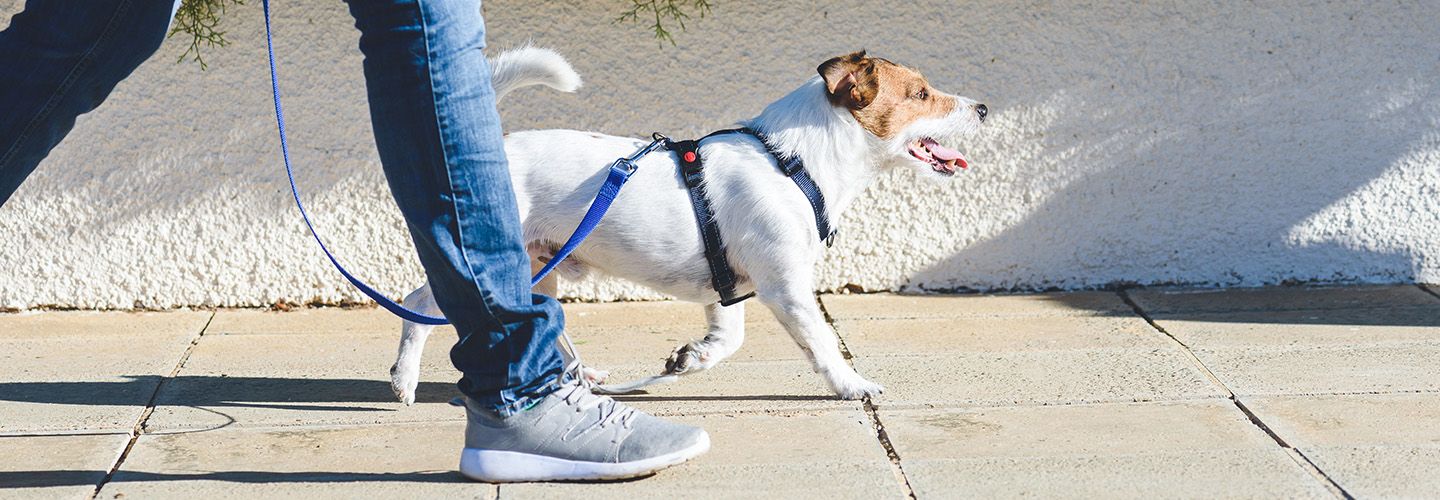 opiekun spaceruje z psem na smyczy.